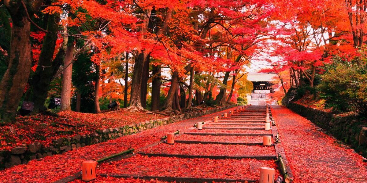 Giappone d’Autunno: Foglie Rosse e Tempi Lenti