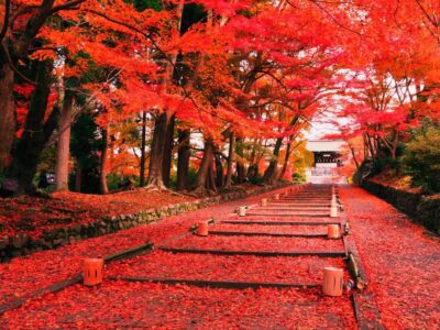 Giappone d’Autunno: Foglie Rosse e Tempi Lenti