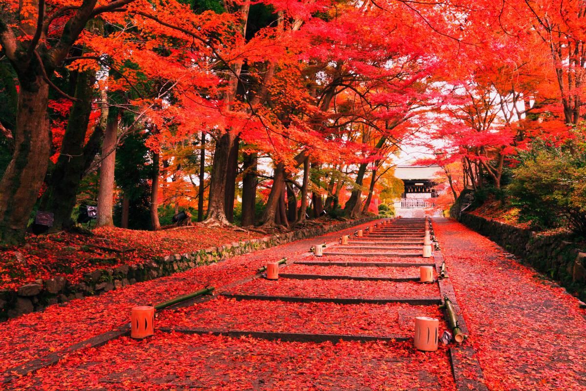 Giappone d’Autunno: Foglie Rosse e Tempi Lenti
