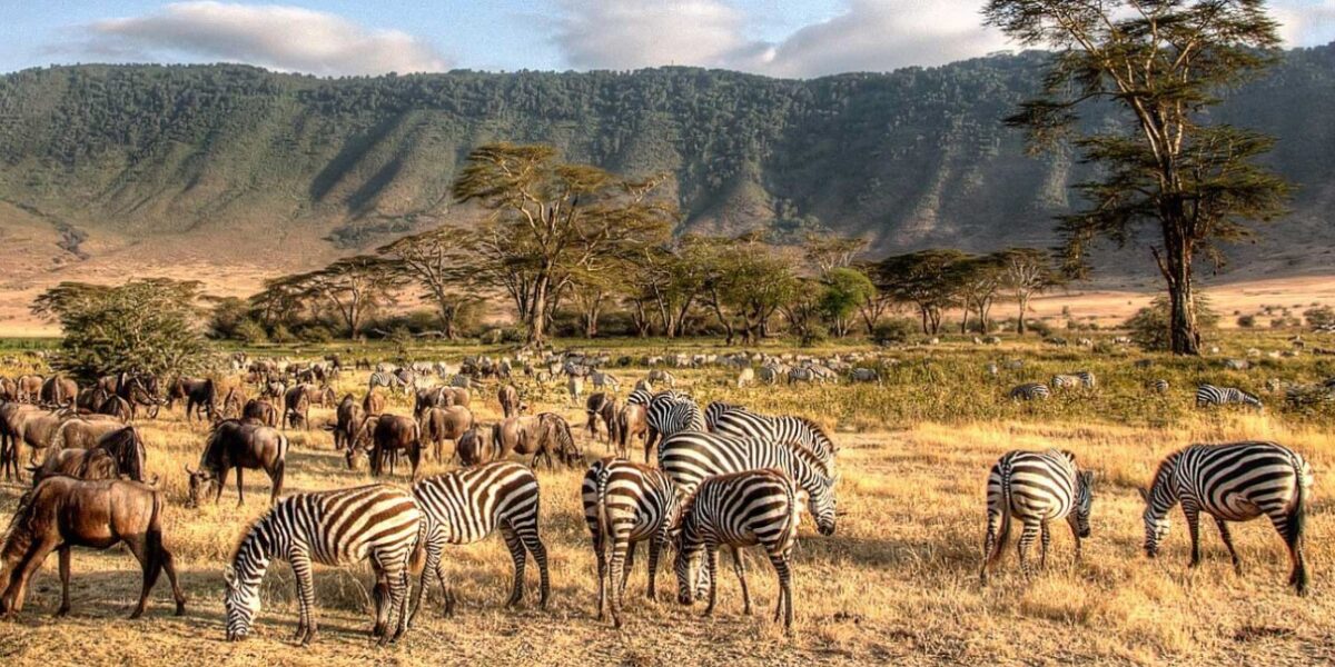 Tanzania Wild: Safari e Spiagge Remote