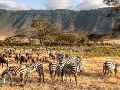 Tanzania Wild: Safari e Spiagge Remote