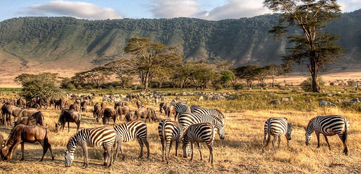 Tanzania Wild: Safari e Spiagge Remote
